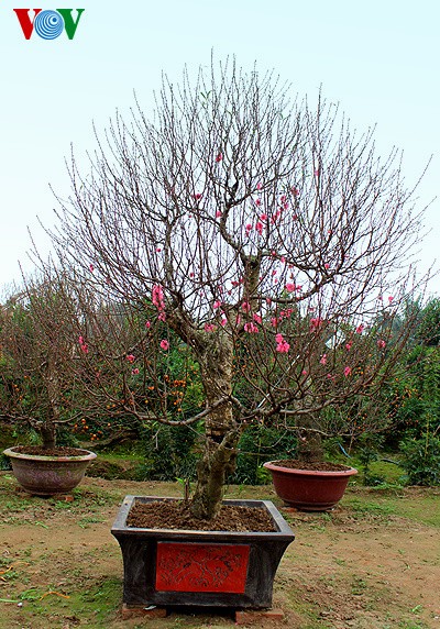 Peach blossoms in Hanoi  - ảnh 6